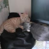 Picture of cat lost at Belleville En Beaujolais