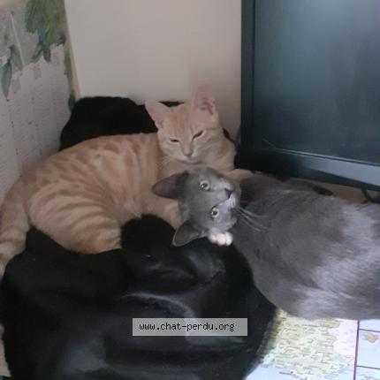 Photo 2/2 SAMATA Chat lost in Belleville en beaujolais