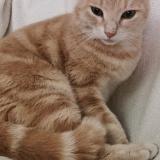 Picture of cat lost at Coursac