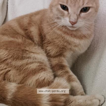 Photo 1/1 Tigroo Chat lost in Coursac