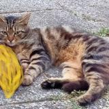 Picture of cat lost at Le Mans