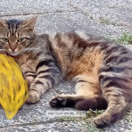 Photo 1/1 AUBRAC Chat lost in Le mans