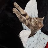 Picture of cat lost at Villemolaque