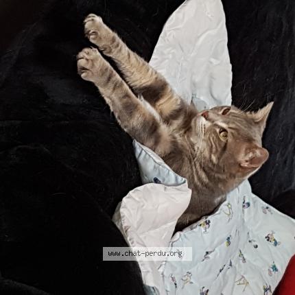 Photo 1/1 lucky Chat lost in Villemolaque