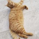 Picture of cat lost at Certines