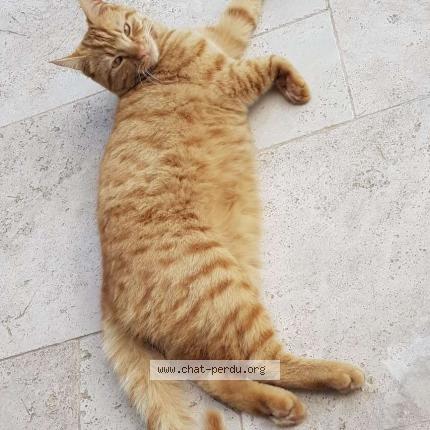 Photo 1/1 Léo Chat lost in Certines