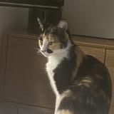 Picture of cat lost at Epinay Sur Seine