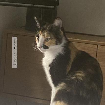 Photo 1/1 Tokyo Chat lost in Epinay sur seine