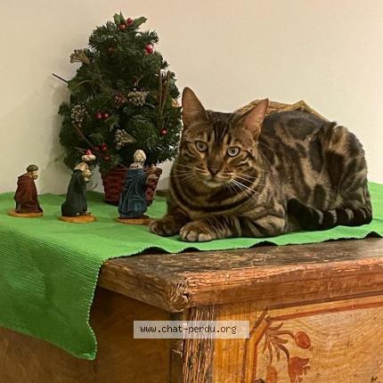 Foto einer verlorenen Katze in Mies