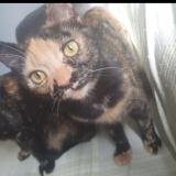 Photo of a cat found in Tampon