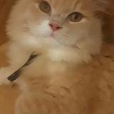 Picture of cat lost at Rubelles