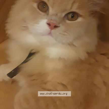 Photo 1/1 Kais Chat lost in Rubelles