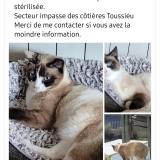 Picture of cat lost at Toussieu