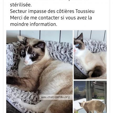 Photo 1/1 Thanis Chat lost in Toussieu