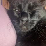 Picture of cat lost at Villecerf