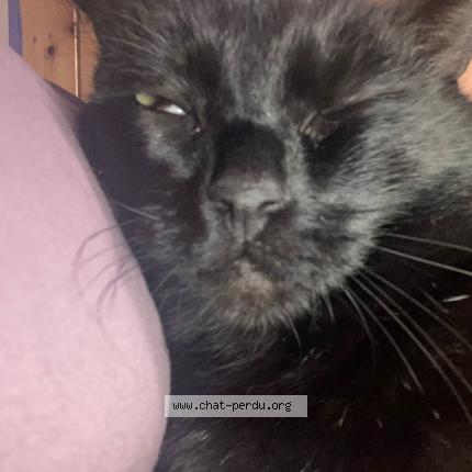 Photo 1/1 PINOU Chat lost in Villecerf