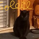 Picture of cat lost at Cognac