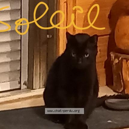 Photo 1/1 Cat reunited Lost in Cognac