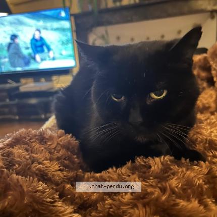 Photo 1/5 Chamade Chat lost in Honfleur