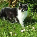 Picture of cat lost at Saint Julien Les Metz