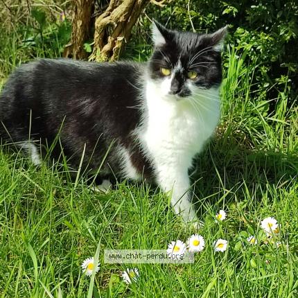 Photo 1/1 Scarlett Chat lost in Saint julien les metz