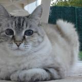 Picture of cat lost at Nervieux