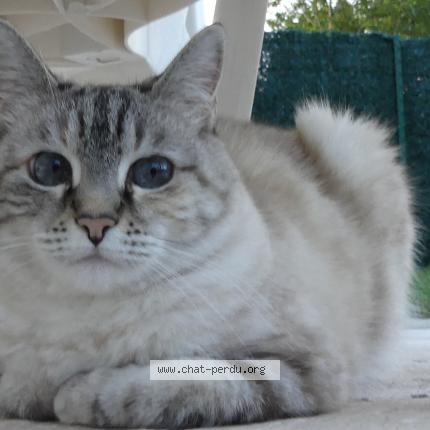 Photo 1/1 Plume Chat lost in Nervieux