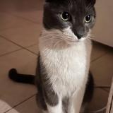 Picture of cat lost at Capital Federal