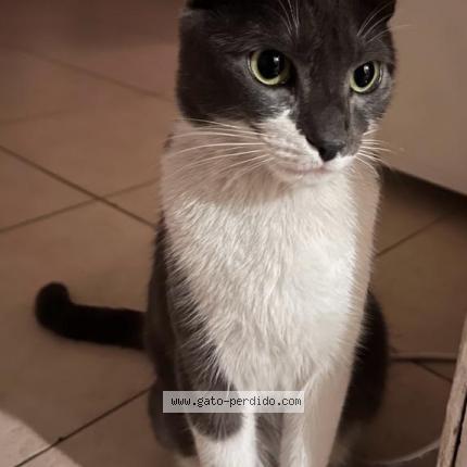 Photo 1/1 Milo Chat lost in Capital federal