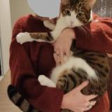 Picture of cat lost at Charre