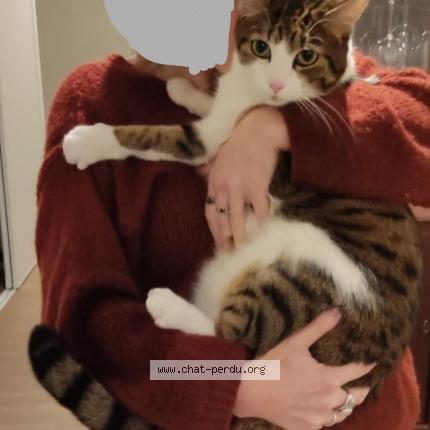 Photo 1/1 Orion Chat lost in Charre