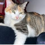 Picture of cat lost at Saint Nabord