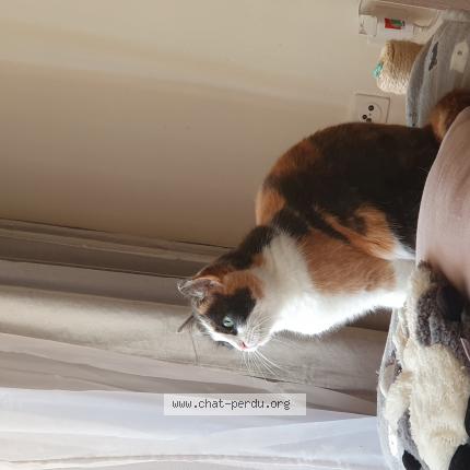 Foto 1/1 Wiedergefundene Katze Verloren in Lausanne