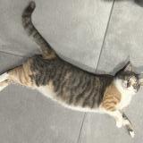 Picture of cat lost at Morigny Champigny