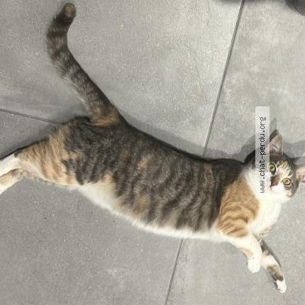 Photo 1/2 Uly Chat lost in Morigny champigny