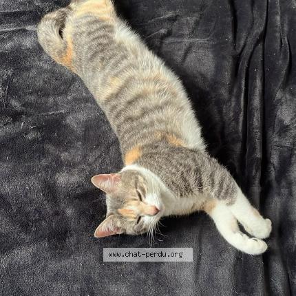 Photo 2/2 Uly Chat lost in Morigny champigny