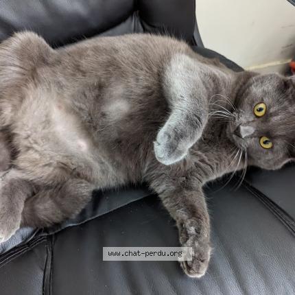 Photo 1/1 Iris Chat lost in Chateauroux