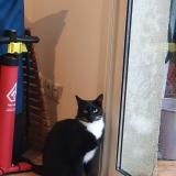 Picture of cat lost at Chateau D Olonne