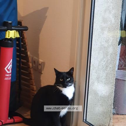 Photo 1/1 Piwi Chat lost in Chateau d olonne