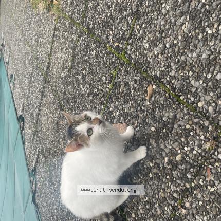 Foto 1/1 Wiedergefundene Katze Gefunden in Chigny