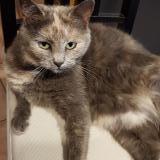 Picture of cat lost at Chatillon Sur Cher