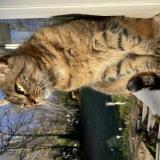 Picture of cat lost at Saint Die Des Vosges