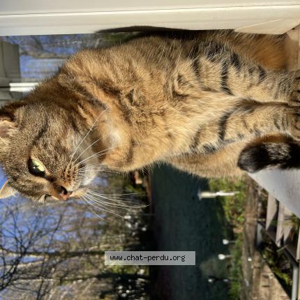 Photo 1/1 Flingueur Chat lost in Saint die des vosges