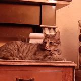 Picture of cat lost at Faulx Les Tombes