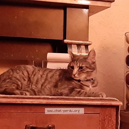 Photo 1/1 ROMIE Chat lost in Faulx les tombes