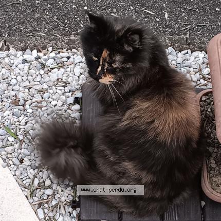 Photo 1/1 CHACHA Chat lost in Brax