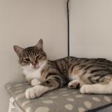 Picture of cat lost at Bonnieres Sur Seine