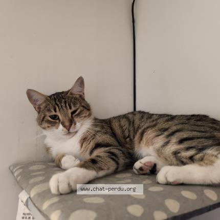 Photo 1/1 Tiper Chat lost in Bonnieres sur seine