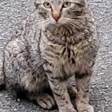 Picture of cat lost at Draveil