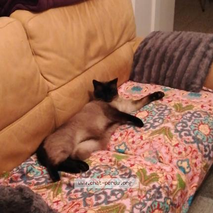 Foto 1/1 Kat teruggevonden Vermist in Fleurus